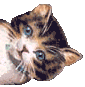 Chat_anime_coin_droit_yeux_flash.gif (9892 octets)