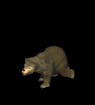 Ours_Bl_1.gif (6323 octets)