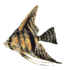 angelCLR.gif (12162 octets)