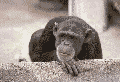 ape.gif (34779 octets)