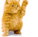 cat06.gif (6903 octets)