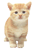 cat1.gif (8196 octets)