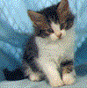 cat17b.gif (7801 octets)