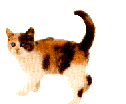 cat49.gif (4903 octets)