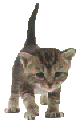 cat8_2.gif (5407 octets)
