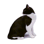 catanim2.gif (6621 octets)
