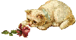 catrose.gif (23872 octets)