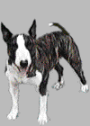 dog01.gif (17700 octets)