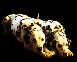 dog07.gif (26344 octets)