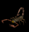 scorpion.gif (21981 octets)